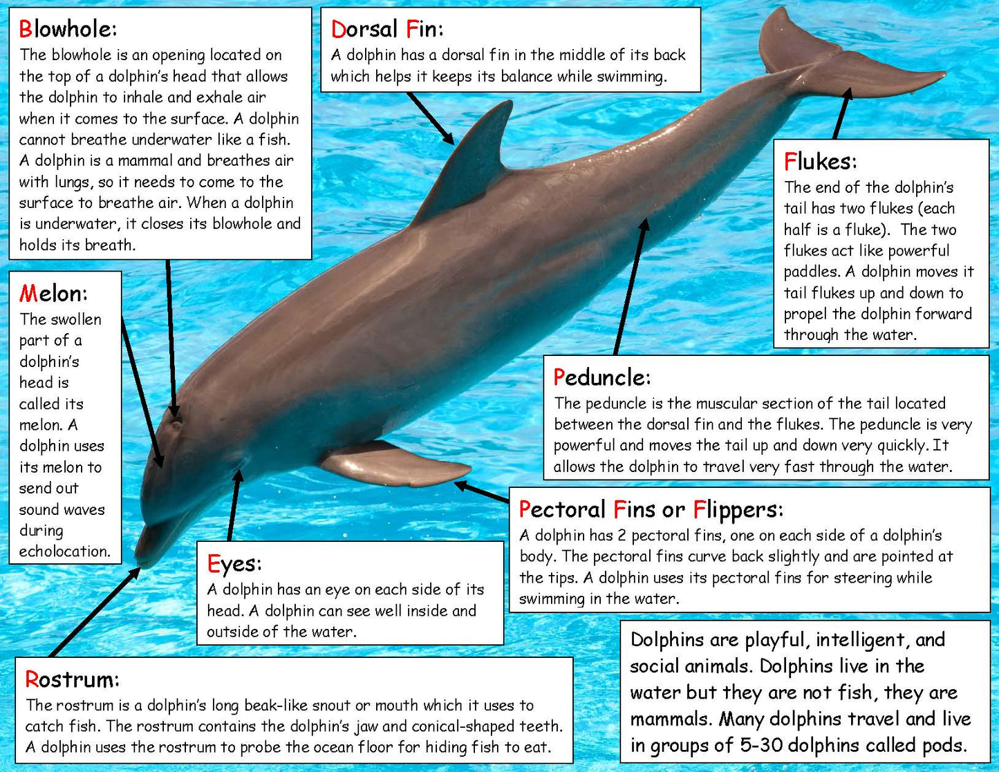 Ivy Kids Kit - If a Dolphin Were a Fish
