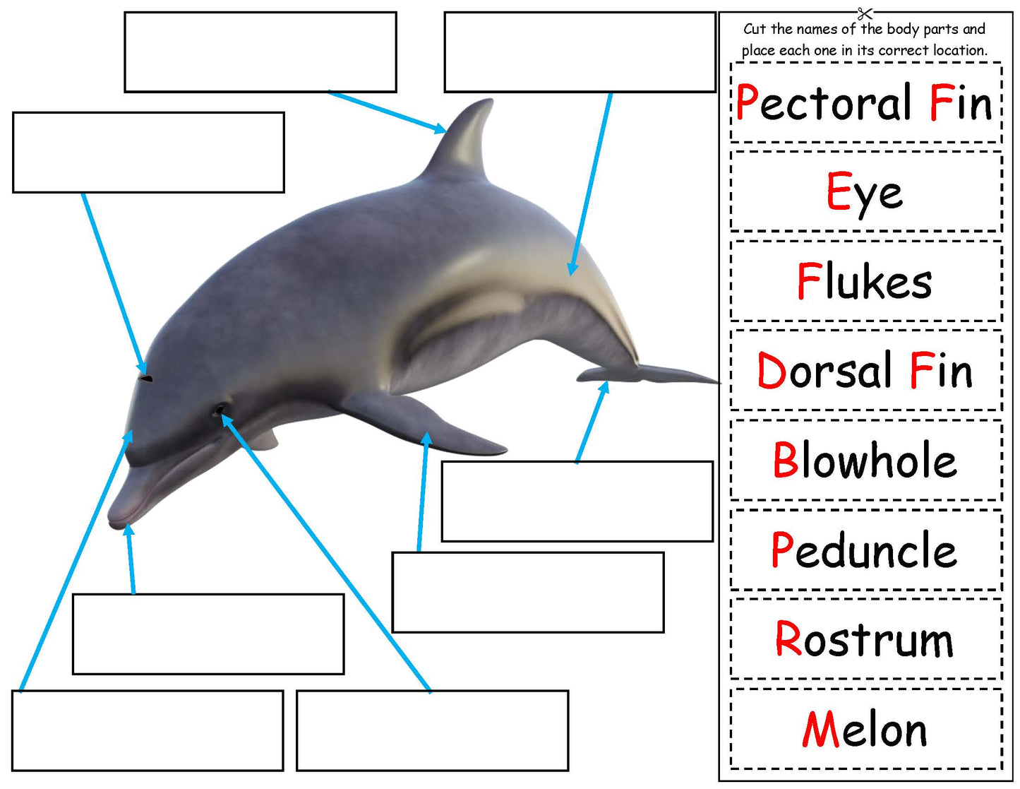 Ivy Kids Kit - If a Dolphin Were a Fish