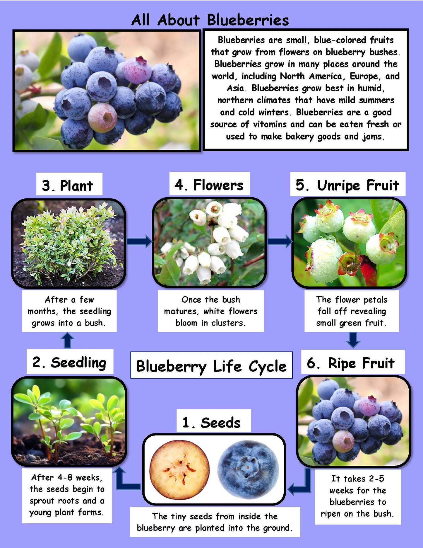 Blueberry Facts and Life Cycle