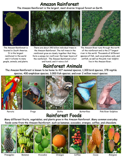 All about the Amazon Rainforest facts for kits