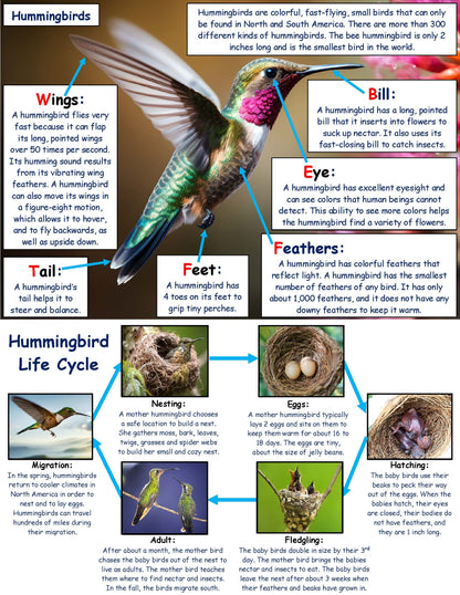 Hummingbird Fact Board for Kids