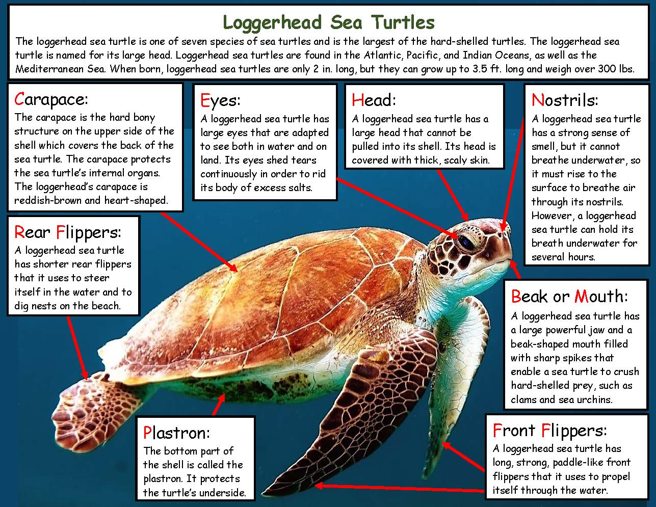 Ivy Kids Kit - One Tiny Turtle