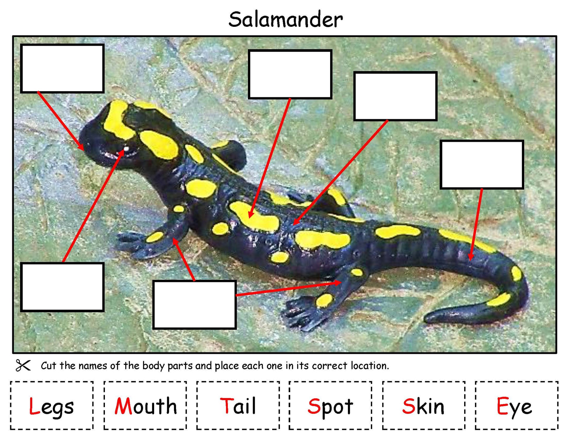 Salamander Body Parts