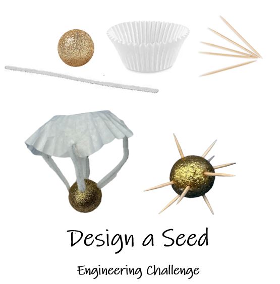 Design a Seed Stem Activity 