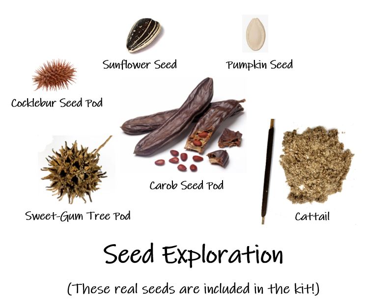 Seed Exploration with Kids