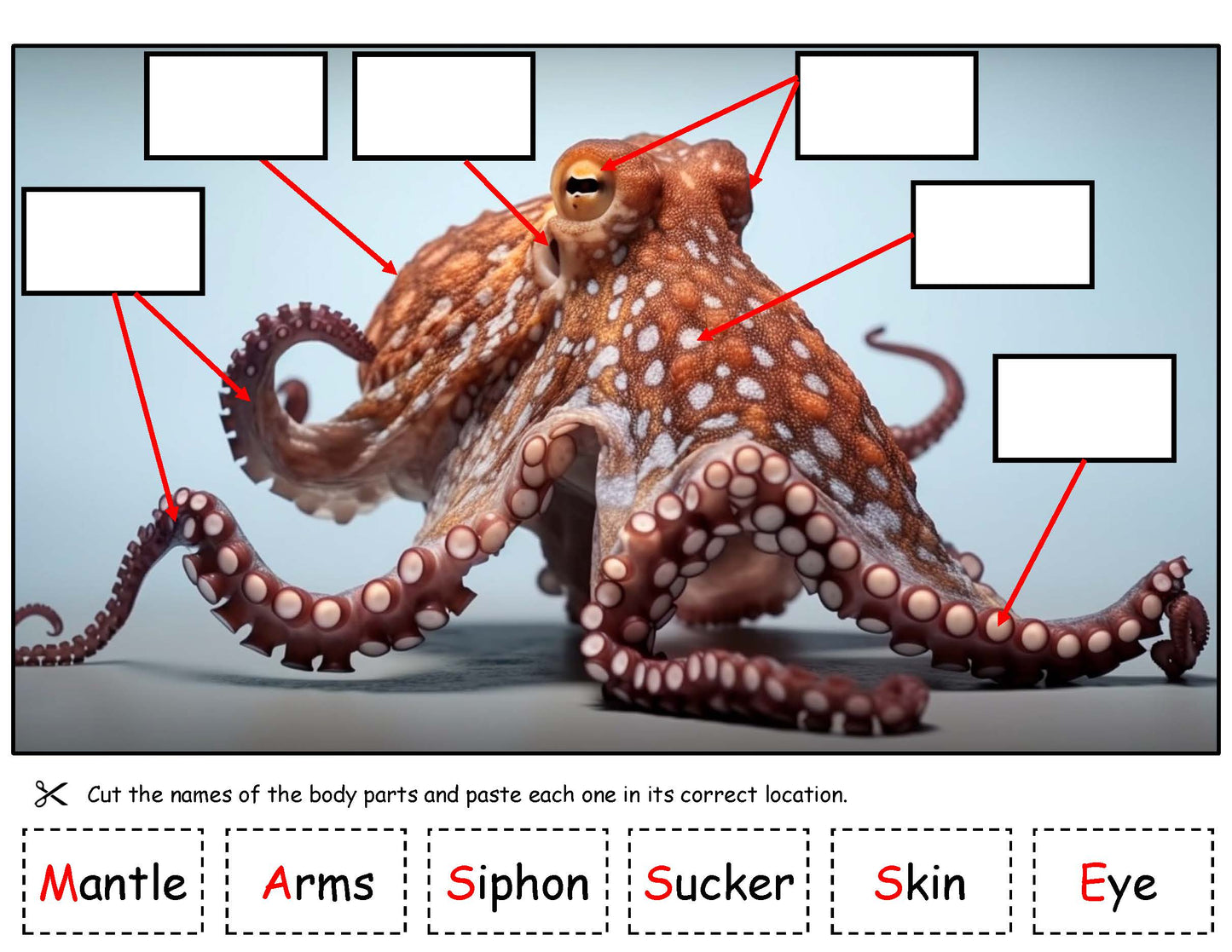 Ivy Kids Kit - How to Hide an Octopus & Other Sea Creatures