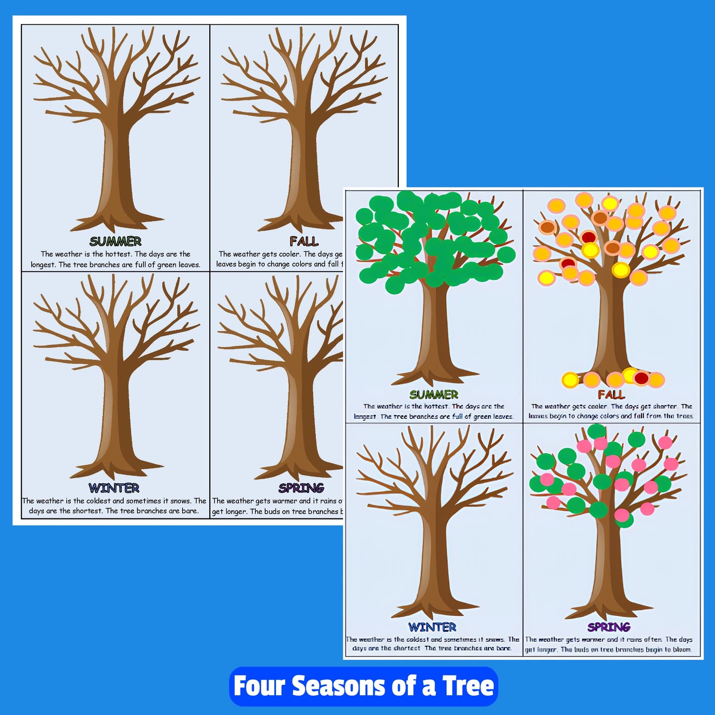 Four Seasons of a Tree