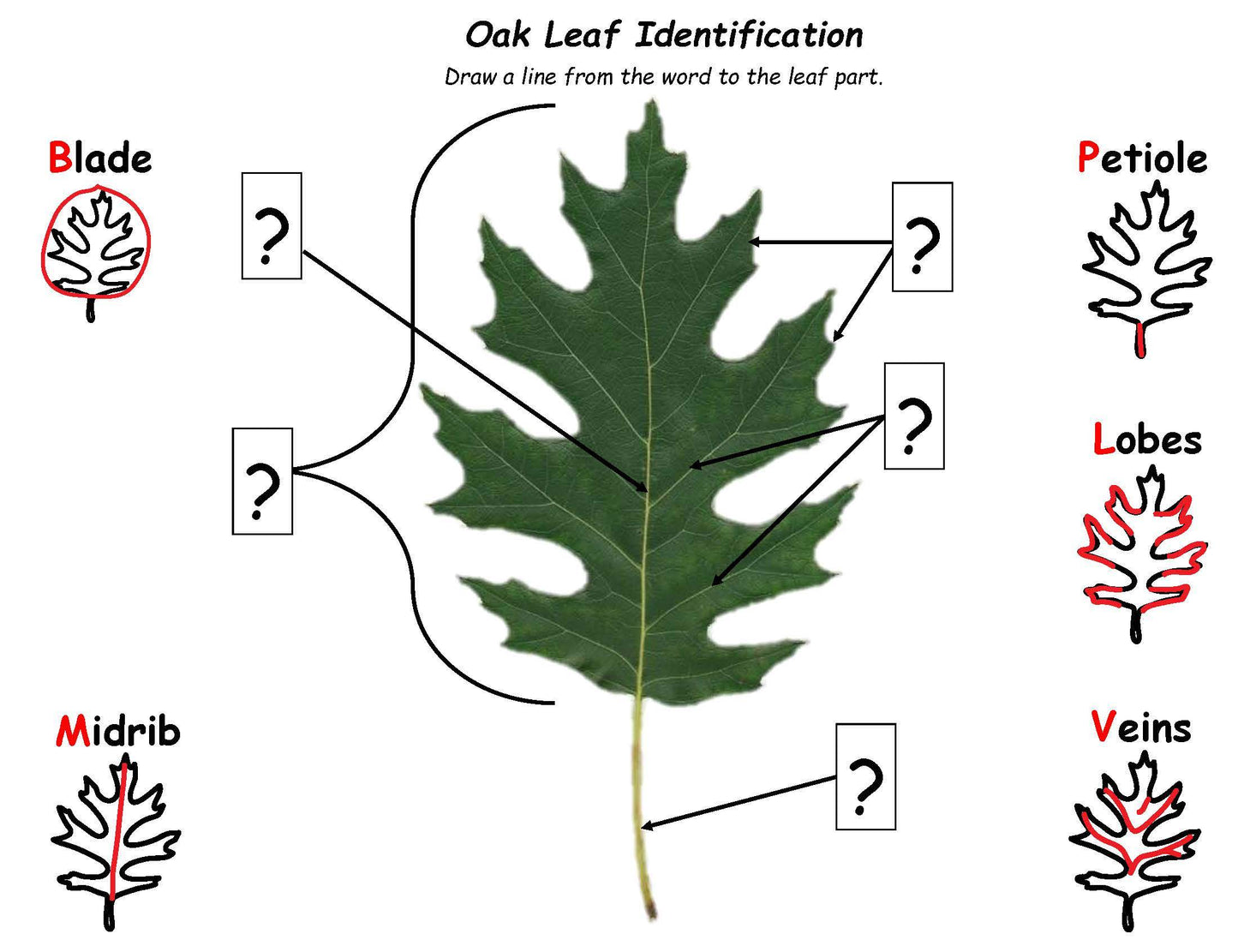 Ivy Kids Kit - Leaf Jumpers