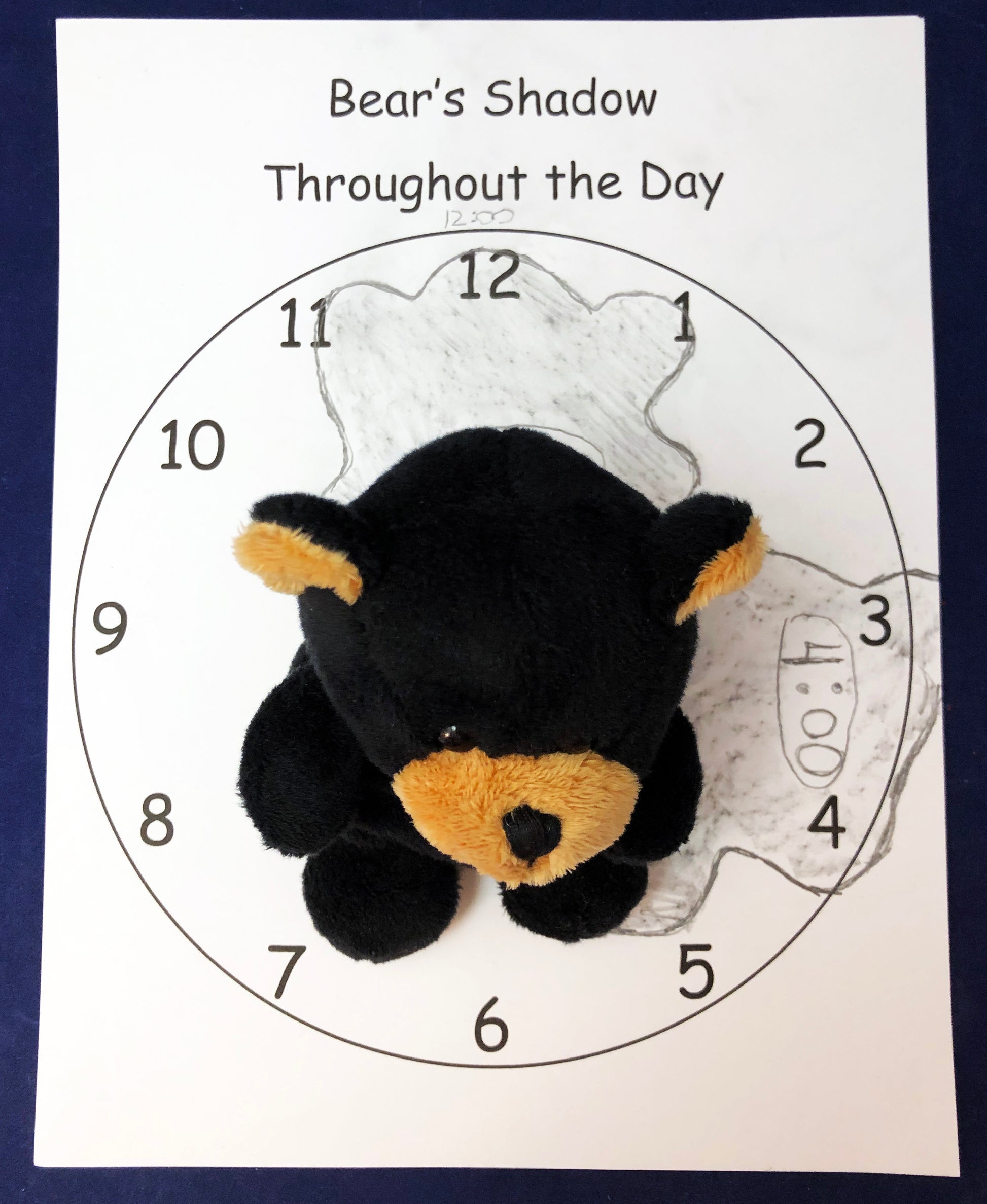 bear shadow recording activity shadow experiment kids science