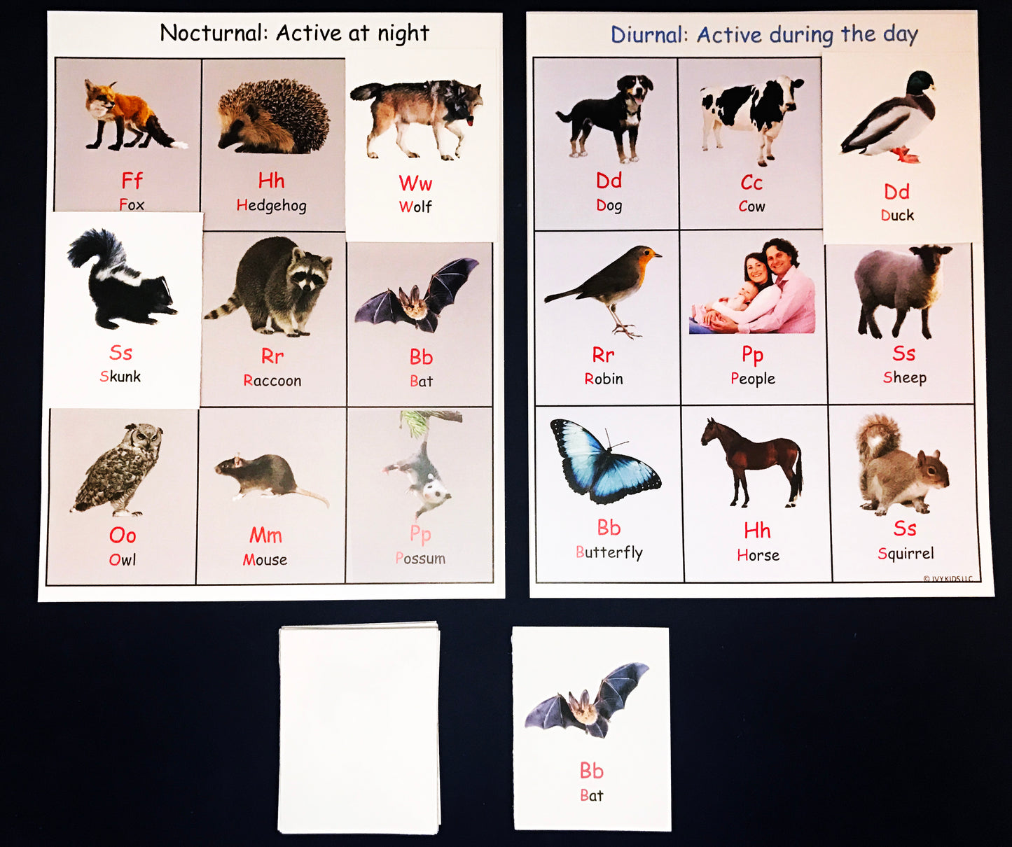 Nocturnal vs Diurnal Bingo