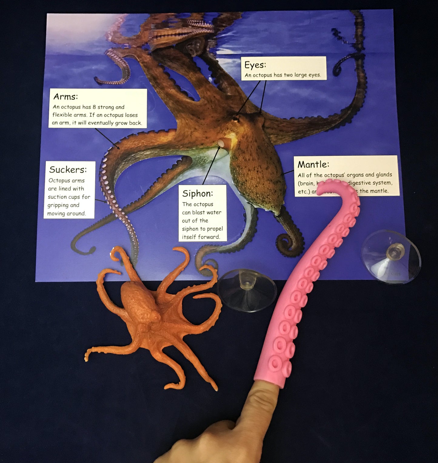 Ivy Kids kit - Octopus Escapes Again!