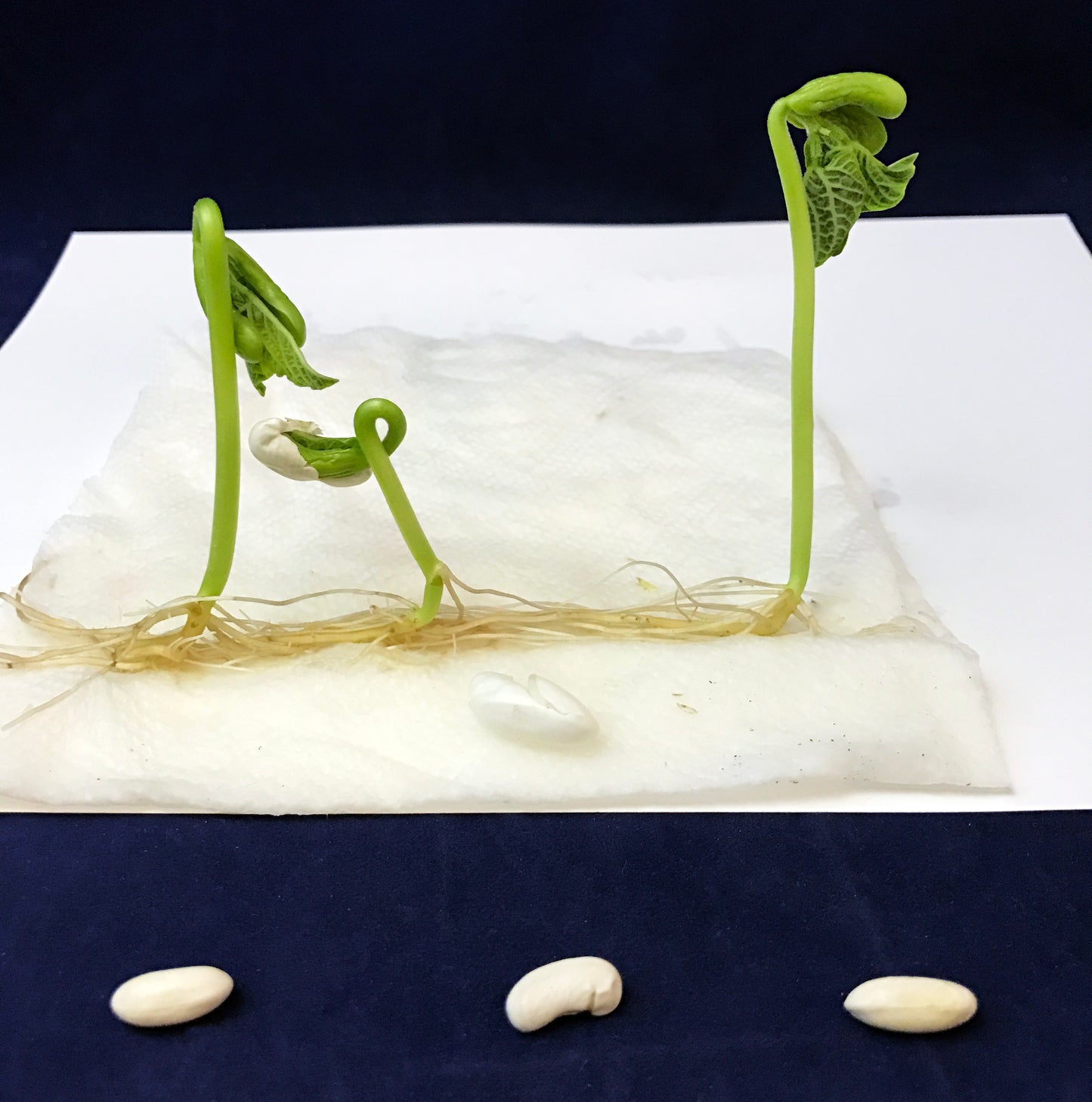 green bean germination bean plant