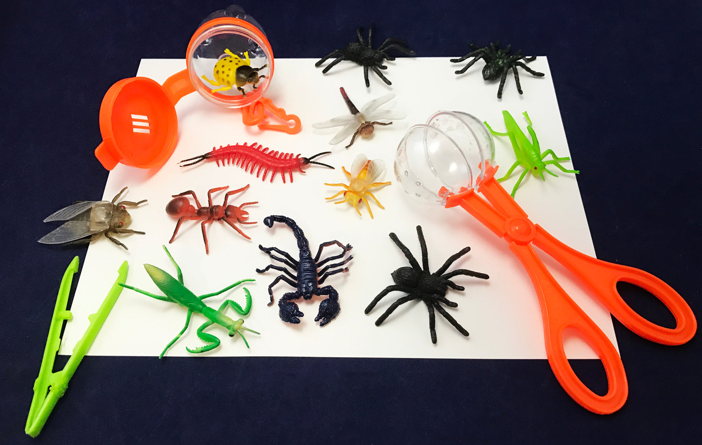 Bug hunt bug catcher tools kids