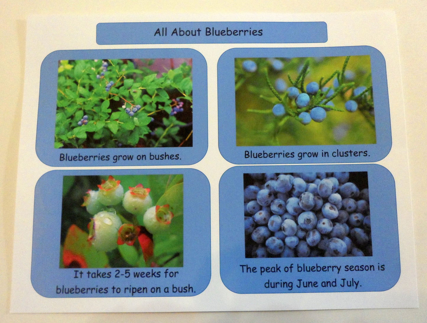 Blueberry facts - Blueberries For Sal by Robert McCloskey - Ivy Kids subscription box activities.