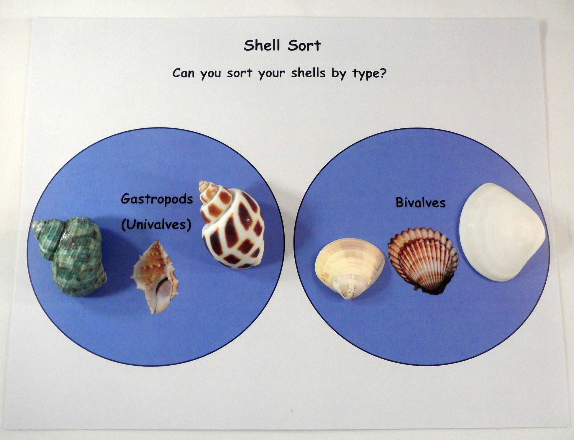 Comparing shells - A House for Hermit Crab - Ivy Kids subscription box activities.