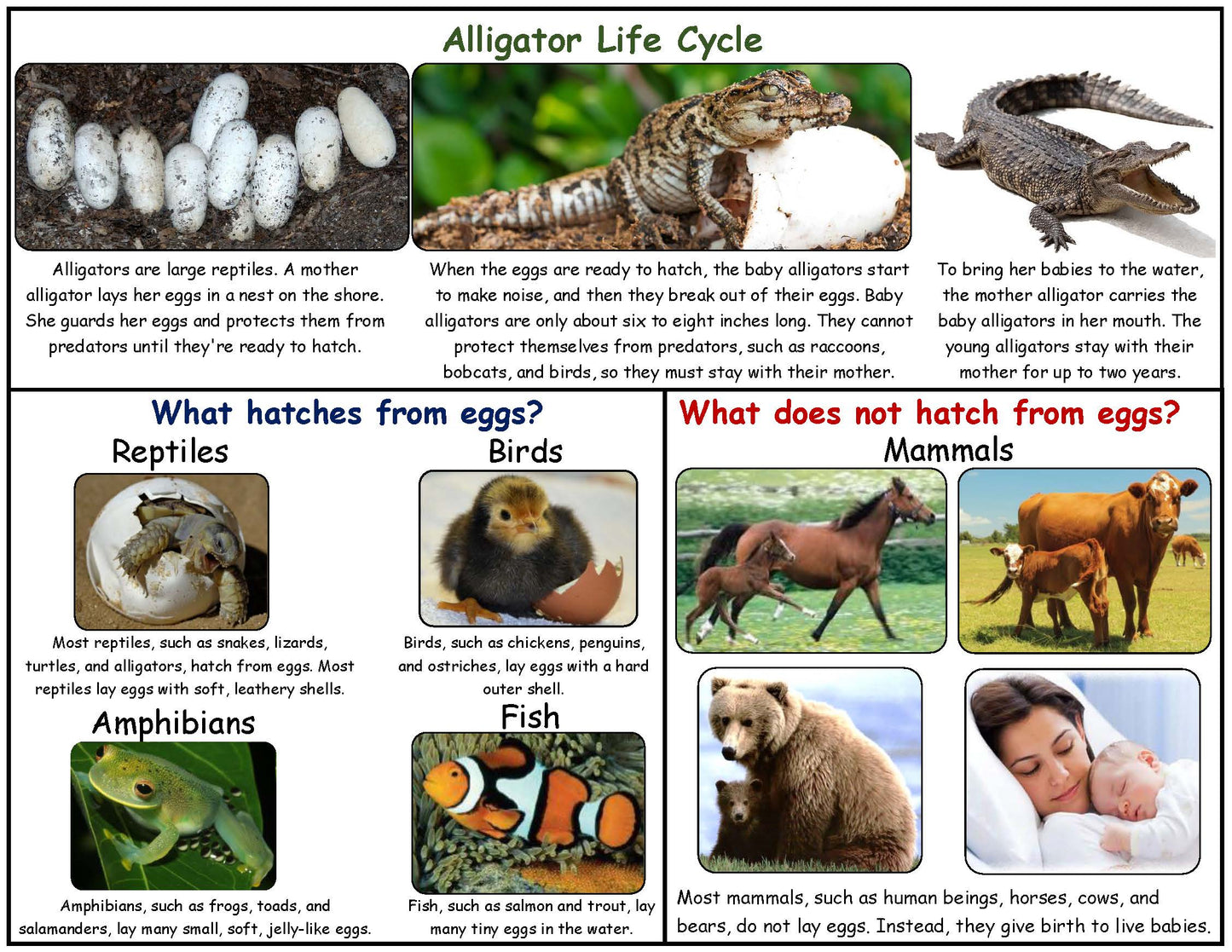 What Animals Hatch from Eggs?