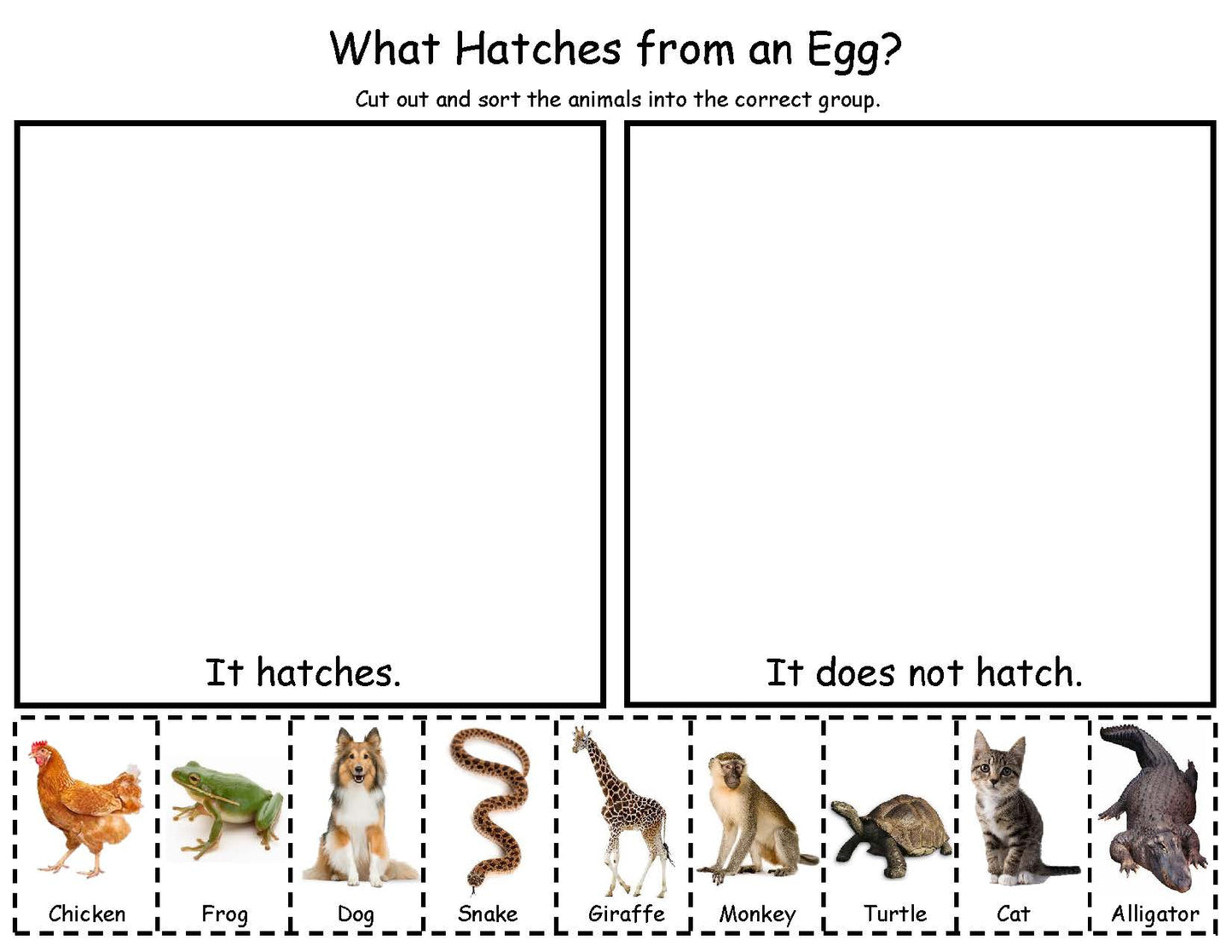 What Animals Hatch from Eggs?